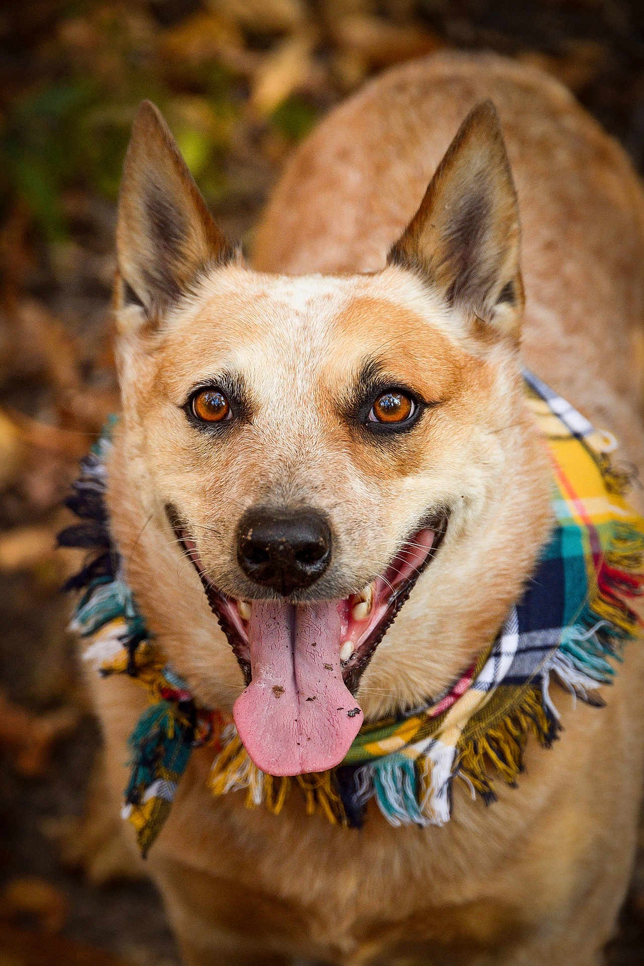 Fancy is registered to the contest to win money with this photo: dog, animal, pet, canine, portrait, scarf, tongue, happy, outdoor, closeup, brown_fur, ears, eyes, smiling, nature, fall, leaf_litter, friendly, muzzle, fur