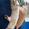 cat, kitten, fluffy, cream_colored, long_hair, pet, animal, couch, cushion, pillow, indoor, home, window, curtain, blue, peach, sitting, climbing, upside_down, cute