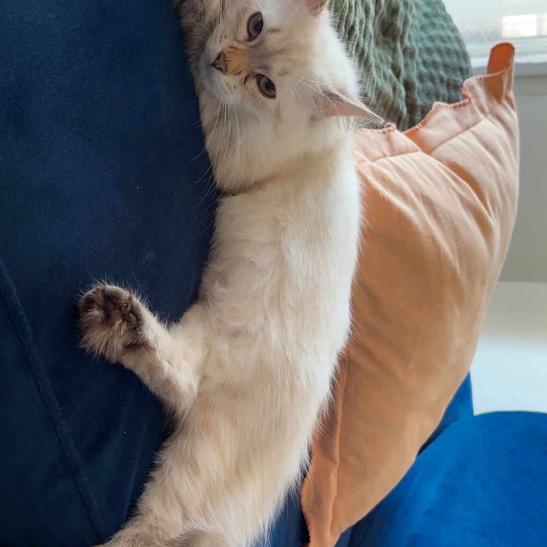 Maya