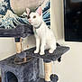 Miso joined the competition — help win amazing prizes! cat, cat_tree, white_cat, black_spots, pet, indoor, furniture, wall_art, tv_screen, curious, sitting, collar, toy, rope, pom_pom, scratching_post, home, decor, kitten, playful