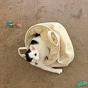 Miso is registered to the contest to win money with this photo: cat, black_and_white_cat, bag, carpet, toy, spring_toy, knitted_toy, indoor, pet, curious, cozy, playful, animal, feline, domestic_cat, floor, looking_up, white, black, soft_texture