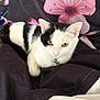 Miso joined the competition — help win amazing prizes! cat, black_and_white, pet, animal, feline, green_eyes, collar, indoor, resting, blanket, floral_pattern, cute, fur, whiskers, ears, lying_down, comfort, domestic, soft, closeup