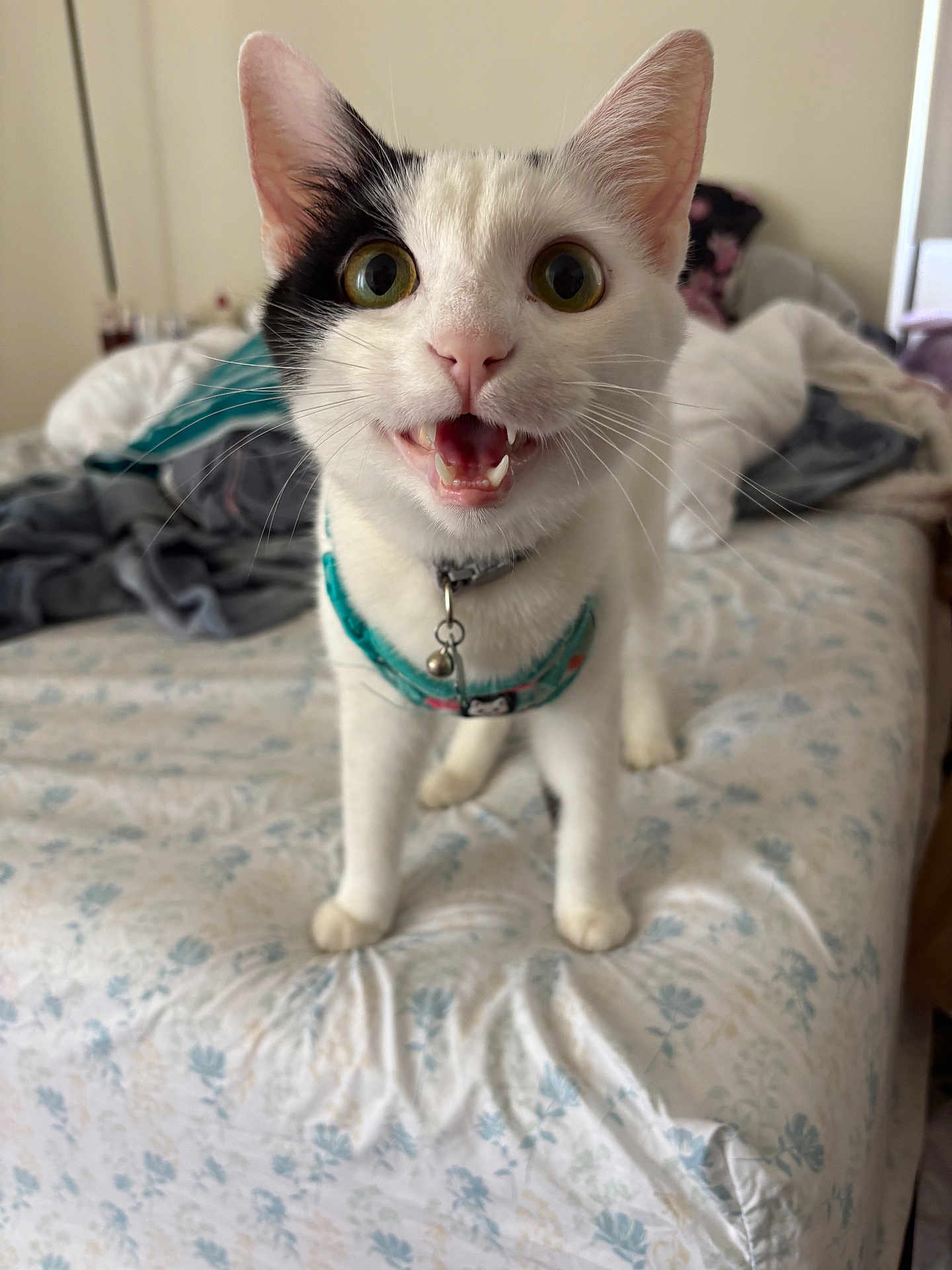 Miso is registered to the contest to win money with this photo: cat, black_and_white, wide_eyes, bed, harness, bell, indoor, pet, animal, fur, whiskers, curious, mouth_open, bedspread, floral, collar, domestic_cat, feline, cute, alert