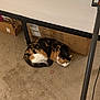 Taffy is registered to the contest to win money with this photo: cat, calico, sleeping, carpet, bed_frame, cardboard_box, vacuum_cleaner, indoor, pet, resting, feline, cozy, quiet, home, floor, animal, fur, domestic, curled_up, relaxed