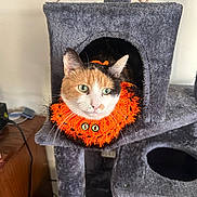 Taffy is registered to the contest to win money with this photo: cat, calico, orange_collar, knitted_collar, cat_tree, gray, indoor, pet, feline, curious, cozy, plush, animal, sitting, looking, ears, whiskers, green_eyes, home, furniture