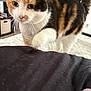 Taffy joined the competition — help win amazing prizes! cat, calico, pet, indoor, curious, feline, fur, whiskers, paw, bed, blanket, black_fabric, cat_hair, close_up, animal, household, domestic, soft_light, walking, looking