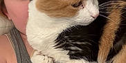 Taffy is registered to the contest to win money with this photo: cat, calico_cat, person, face, fur, whiskers, indoor, cuddle, resting, closeup, pet, animal, comfort, human, skin, clothing, tank_top, bed, pillow, relaxation