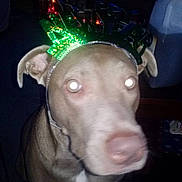 Butterscotch joined the competition — help win amazing prizes!