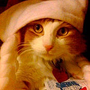 Meme joined the competition — help win amazing prizes!