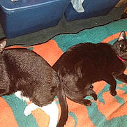 Sly joined the competition — help win amazing prizes!