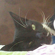 Junebarry is registered to the contest to win money with this photo: abyssinian, animal, blackcat, cat, kitten, pet, siamese