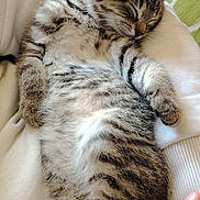 Bridget participe au concours pour gagner de l'argent avec cette photo : kitten, sleeping, tabby, cat, pet, animal, fur, paw, closeup, indoor, cozy, resting, human_hand, cushion, white_clothing, striped, cute, relaxation, soft, domestic_cat