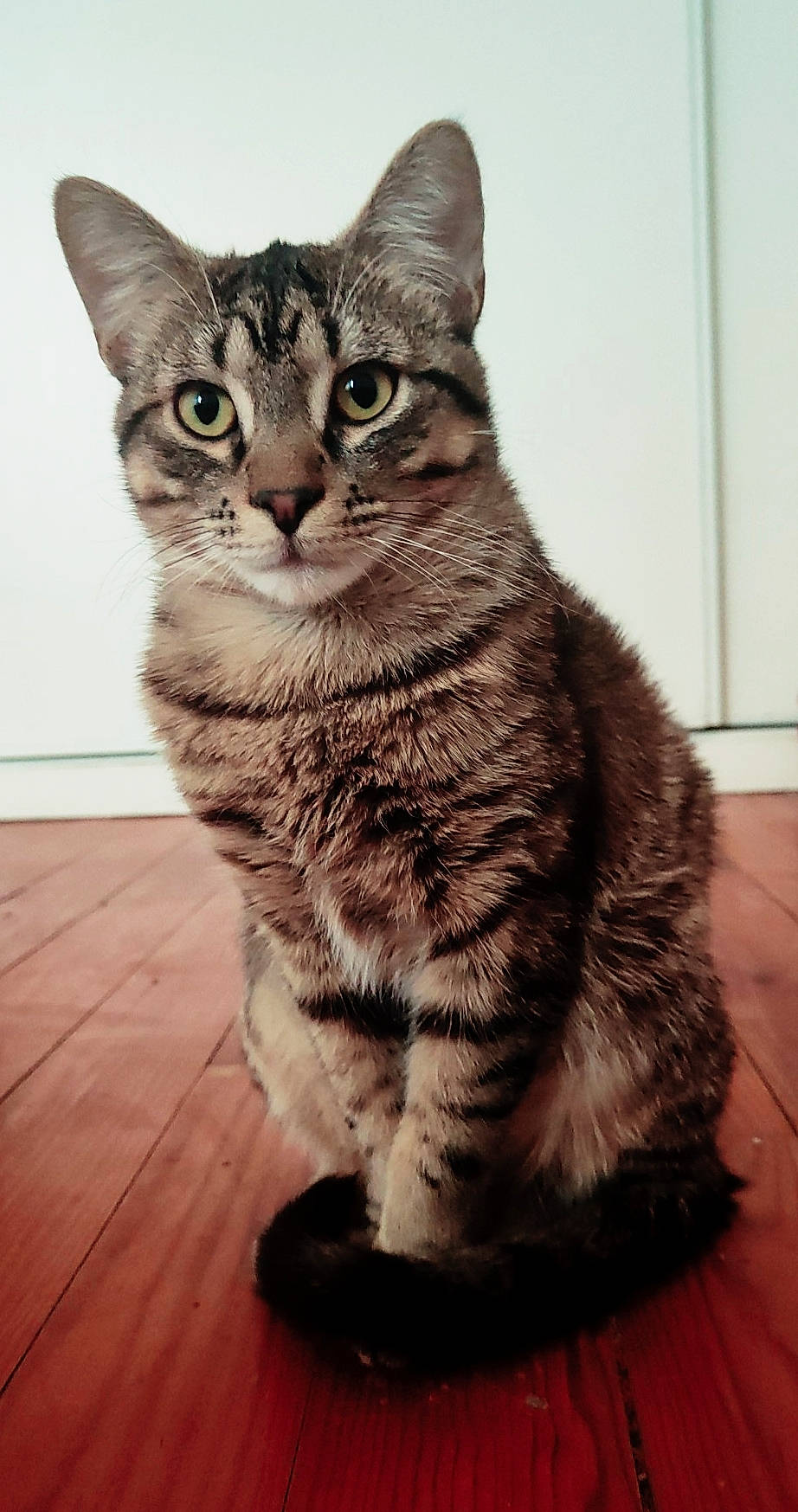 Nino participe au concours pour gagner de l'argent avec cette photo : carnivore, cat, claw, domestic_short_haired_cat, eye, felidae, flooring, fur, monochrome_photography, paw, sitting, small_to_medium_sized_cats, snout, tail, whiskers, window, wood