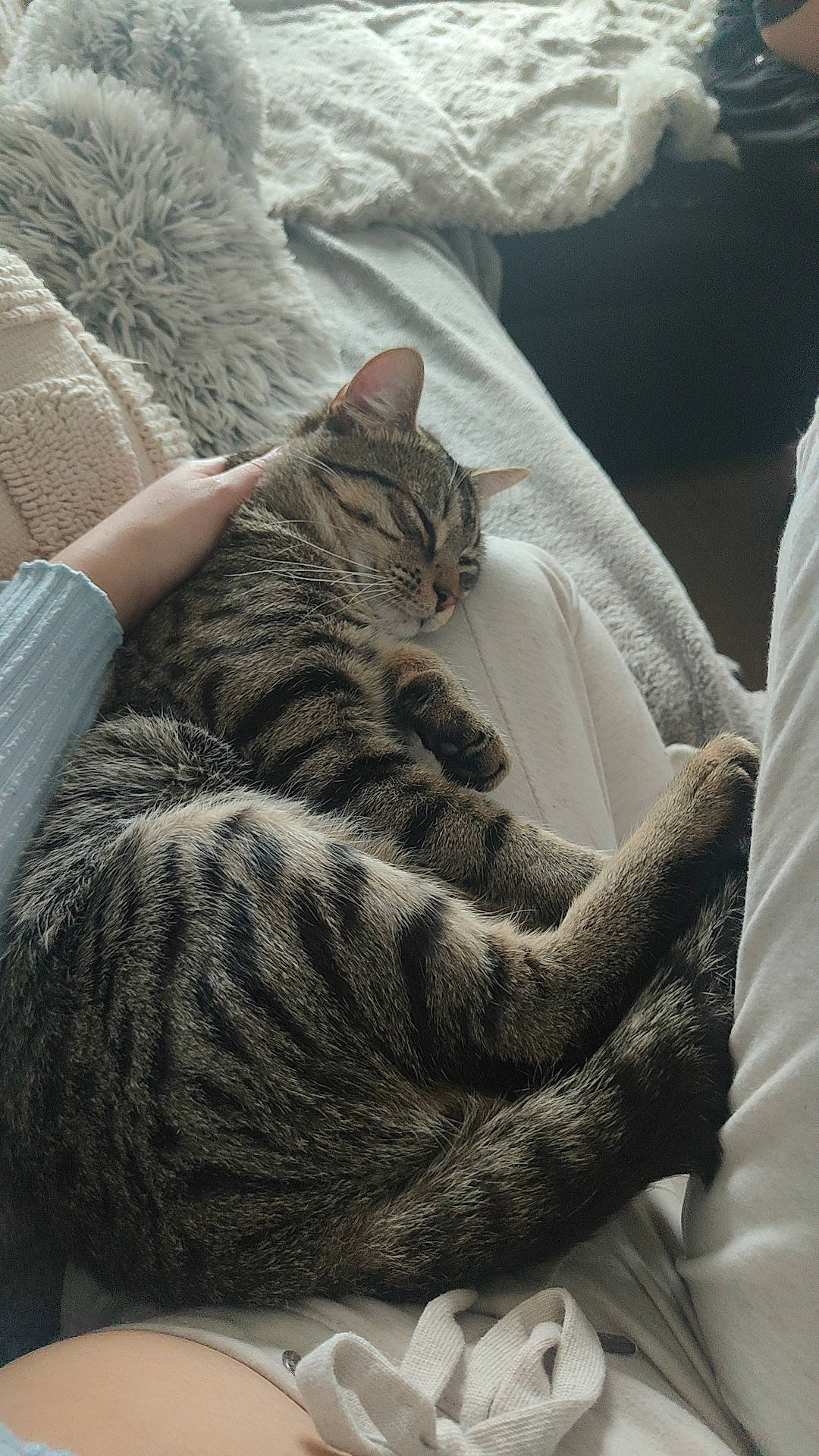 Nino participe au concours pour gagner de l'argent avec cette photo : bedding, carnivore, cat, comfort, couch, domestic_short_haired_cat, felidae, foot, fur, grey, human_leg, linens, nail, nap, sitting, small_to_medium_sized_cats, tail, textile, tree, whiskers