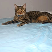 Pepper is registered to the contest to win money with this photo: animal, bed, bedspread, bell, blue, cat, collar, ears, feline, fur, indoor, looking_at_camera, lying_down, paws, pet, resting, striped, tabby, tail, whiskers