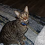 Pepper joined the competition — help win amazing prizes! animal, cat, collar, curious, cute, domestic, eyes, feline, floor, fur, indoor, looking_up, mammal, pet, rug, sitting, striped, tabby, whiskers, young