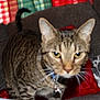 Pepper is registered to the contest to win money with this photo: animal, background, blanket, blur, cat, collar, couch, curious, cushion, domestic, feline, furniture, home, indoor, pet, striped, tabby, tail, walking, whiskers