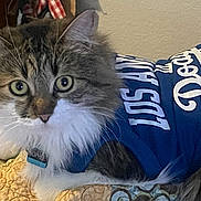 Sophee is registered to the contest to win money with this photo: animal, bed, blue_shirt, cat, clothing, collar, cute, domestic_animal, eyes, feline, fluffy, fur, indoor, laying, pet, portrait, quilt, relaxed, tabby, white_fur