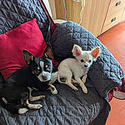 Adès a rejoint le concours — aidez-le/la à gagner de superbes lots ! dog, small_dog, black_dog, white_dog, quilted_blanket, red_pillow, chair, indoor, pet, cute, relaxed, companion, fur, ears, floor, wooden_furniture, living_room, cozy, resting, domestic_animal