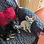 dog, small_dog, black_dog, white_dog, quilted_blanket, red_pillow, chair, indoor, pet, cute, relaxed, companion, fur, ears, floor, wooden_furniture, living_room, cozy, resting, domestic_animal