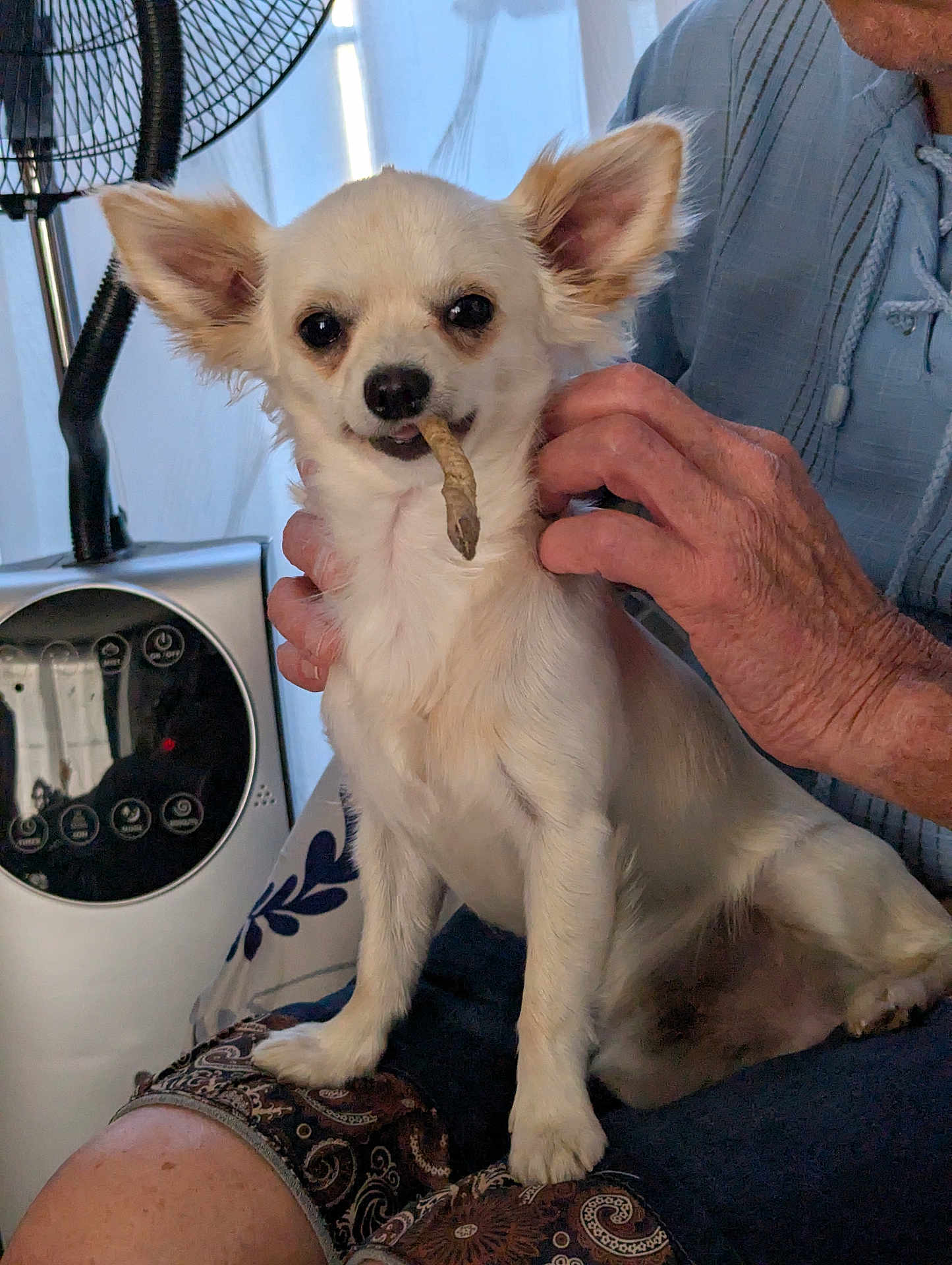 Adès a rejoint le concours — aidez-le/la à gagner de superbes lots ! dog, chihuahua, small_dog, pet, white_dog, lap, human_hand, indoor, fan, treat, ears, fur, person, sitting, scratching, closeup, animal, cute, companion, relaxing