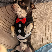 Milo participe au concours pour gagner de l'argent avec cette photo : animal, black_and_tan, blanket, canine, close_up, companion, cozy, cute, cute_pet, dog, fur, furniture, indoor, pet, portrait, red_bow_tie, relaxing, sitting, small_dog, tuxedo
