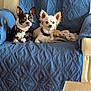 Milo participe au concours pour gagner de l'argent avec cette photo : dog, small_dog, chihuahua, pet, animal, indoor, chair, quilted_cover, blue, curious, alert, companion, cute, two_dogs, furry, ears_up, resting, domestic, cozy, home
