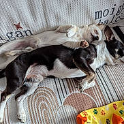Milo a rejoint le concours — aidez-le/la à gagner de superbes lots ! dog, couch, snuggling, cute, pet, resting, sleeping, fur, animal, companion, indoor, cozy, blanket, paw, small_dog, black_and_white, tan, relaxed, cute_pose, home