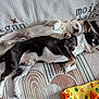 dog, couch, snuggling, cute, pet, resting, sleeping, fur, animal, companion, indoor, cozy, blanket, paw, small_dog, black_and_white, tan, relaxed, cute_pose, home