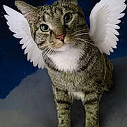 Sami joined the competition — help win amazing prizes! cat, tabby, animal, pet, wings, angel_wings, night_sky, moon, stars, clouds, cute, feline, whiskers, fur, mammal, portrait, looking_up, domestic_cat, fantasy, imaginative