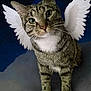 cat, tabby, animal, pet, wings, angel_wings, night_sky, moon, stars, clouds, cute, feline, whiskers, fur, mammal, portrait, looking_up, domestic_cat, fantasy, imaginative