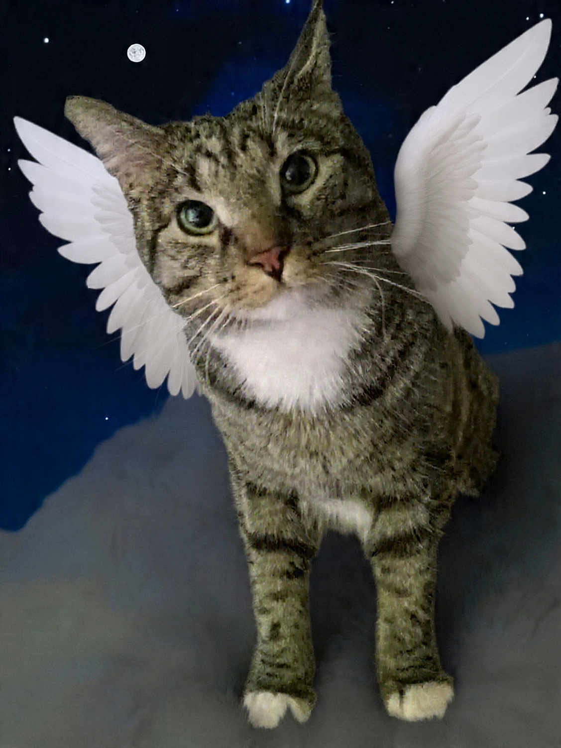 Sami joined the competition — help win amazing prizes! cat, tabby, animal, pet, wings, angel_wings, night_sky, moon, stars, clouds, cute, feline, whiskers, fur, mammal, portrait, looking_up, domestic_cat, fantasy, imaginative