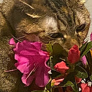 Harley joined the competition — help win amazing prizes! cat, tabby_cat, flower, bouquet, pink_flower, red_flower, purple_flower, pet, animal, close_up, sniffing, curious, indoor, plant, leaf, nature, feline, whiskers, ears, muzzle