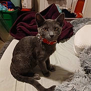 Buttons joined the competition — help win amazing prizes! cat, gray_cat, pet, indoor, bed, blanket, collar, orange_collar, curious, feline, fur, animal, domestic, sitting, looking, clutter, storage_bins, household_items, cozy, furniture