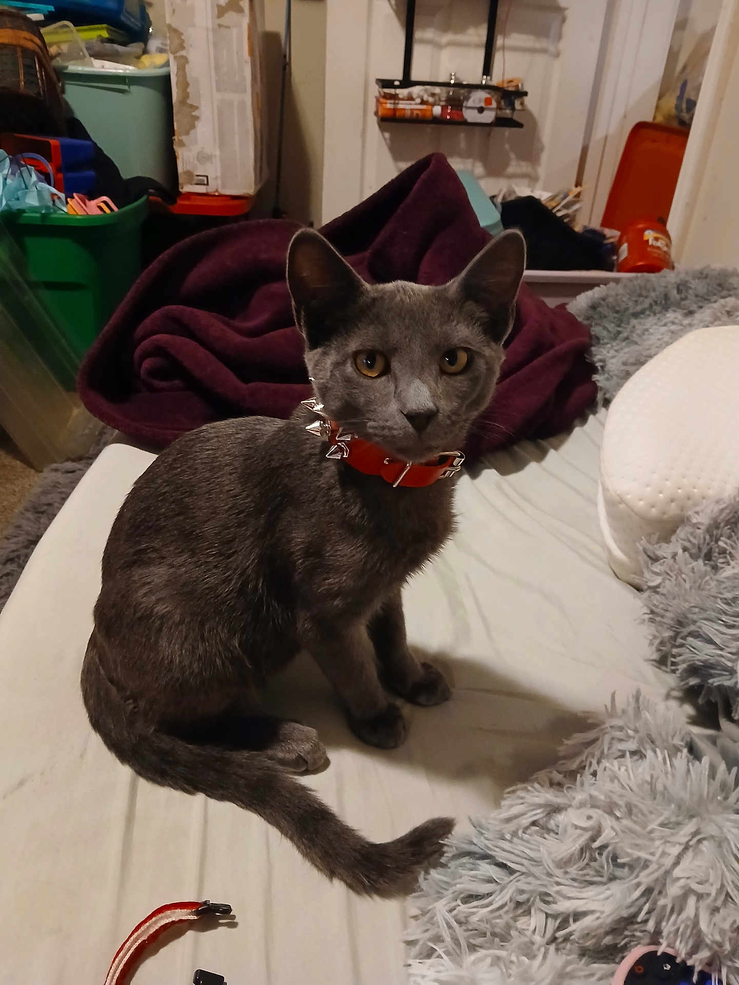 Buttons joined the competition — help win amazing prizes! cat, gray_cat, pet, indoor, bed, blanket, collar, orange_collar, curious, feline, fur, animal, domestic, sitting, looking, clutter, storage_bins, household_items, cozy, furniture