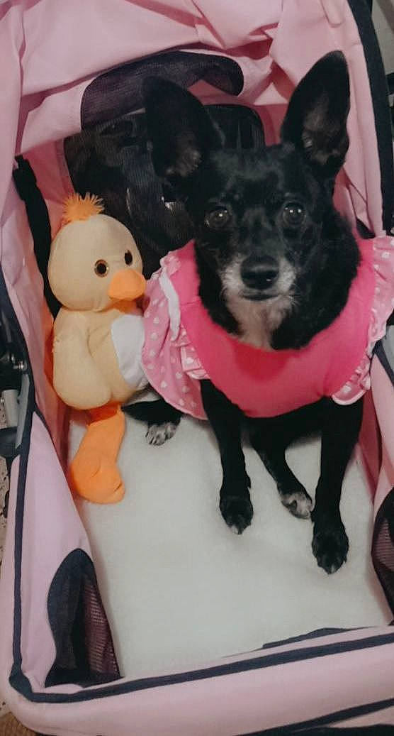 Suga joined the competition — help win amazing prizes! canidae, carnivore, collar, companion_dog, dog, dog_breed, dog_clothes, dog_collar, dog_supply, fur, pet_supply, pink, plush, snout, sporting_group, stuffed_toy, tail, toy, toy_dog, working_animal