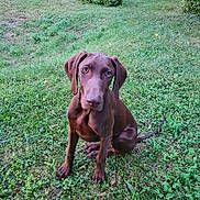 Aslan a rejoint le concours — aidez-le/la à gagner de superbes lots ! animal, brown_dog, bushes, canine, curious, cute, dog, ears, eyes, fur, grass, greenery, mammal, nature, outdoor, pet, puppy, sitting, snout, tail
