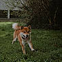 dog, shiba_inu, canine, grass, greenery, outdoor, running, happy, tongue_out, pet, nature, animal, fur, collar, playful, garden, daylight, mammal, active, cute