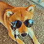 Oslo participe au concours pour gagner de l'argent avec cette photo : dog, shiba_inu, sunglasses, outdoor, leash, pet, canine, relaxed, fur, paw, sunny, shade, ground, metal_railing, accessory, animal, closeup, portrait, summer, cool