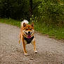 Oslo participe au concours pour gagner de l'argent avec cette photo : dog, shiba_inu, running, outdoor, path, gravel, greenery, nature, happy, tongue_out, fur, pet, canine, walking, animal, daylight, forest, smiling, active, leash