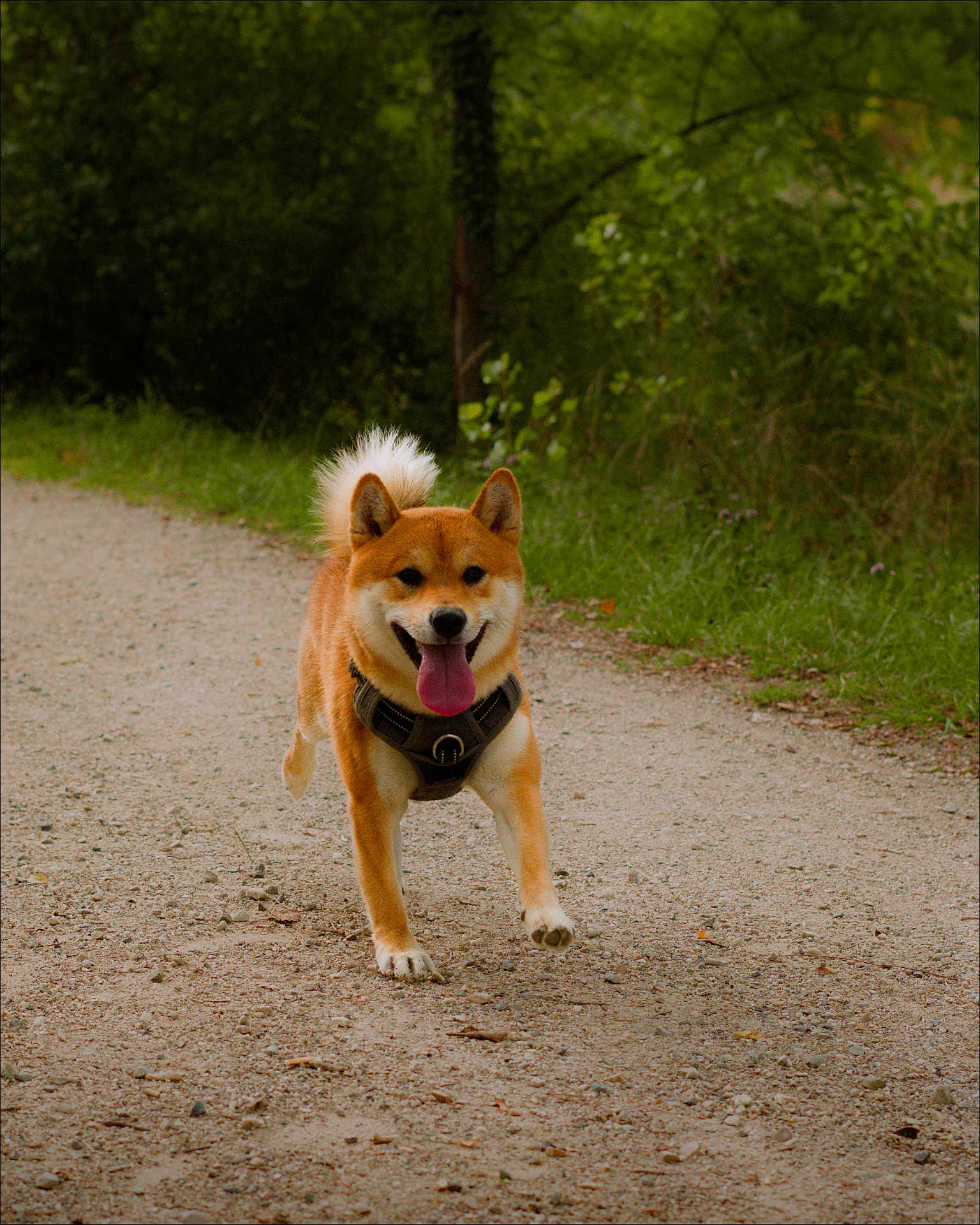 Oslo participe au concours pour gagner de l'argent avec cette photo : dog, shiba_inu, running, outdoor, path, gravel, greenery, nature, happy, tongue_out, fur, pet, canine, walking, animal, daylight, forest, smiling, active, leash