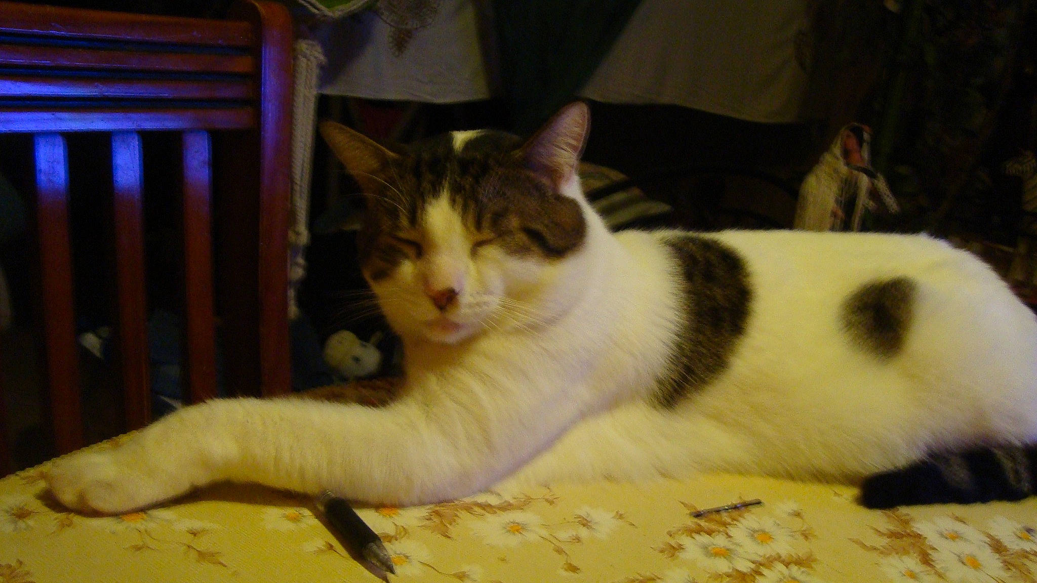 Tigre participe au concours pour gagner de l'argent avec cette photo : aegean_cat, american_wirehair, carnivore, cat, domestic_short_haired_cat, european_shorthair, felidae, fur, japanese_bobtail, kitten, mammal, polydactyl_cat, small_to_medium_sized_cats, tail, whiskers