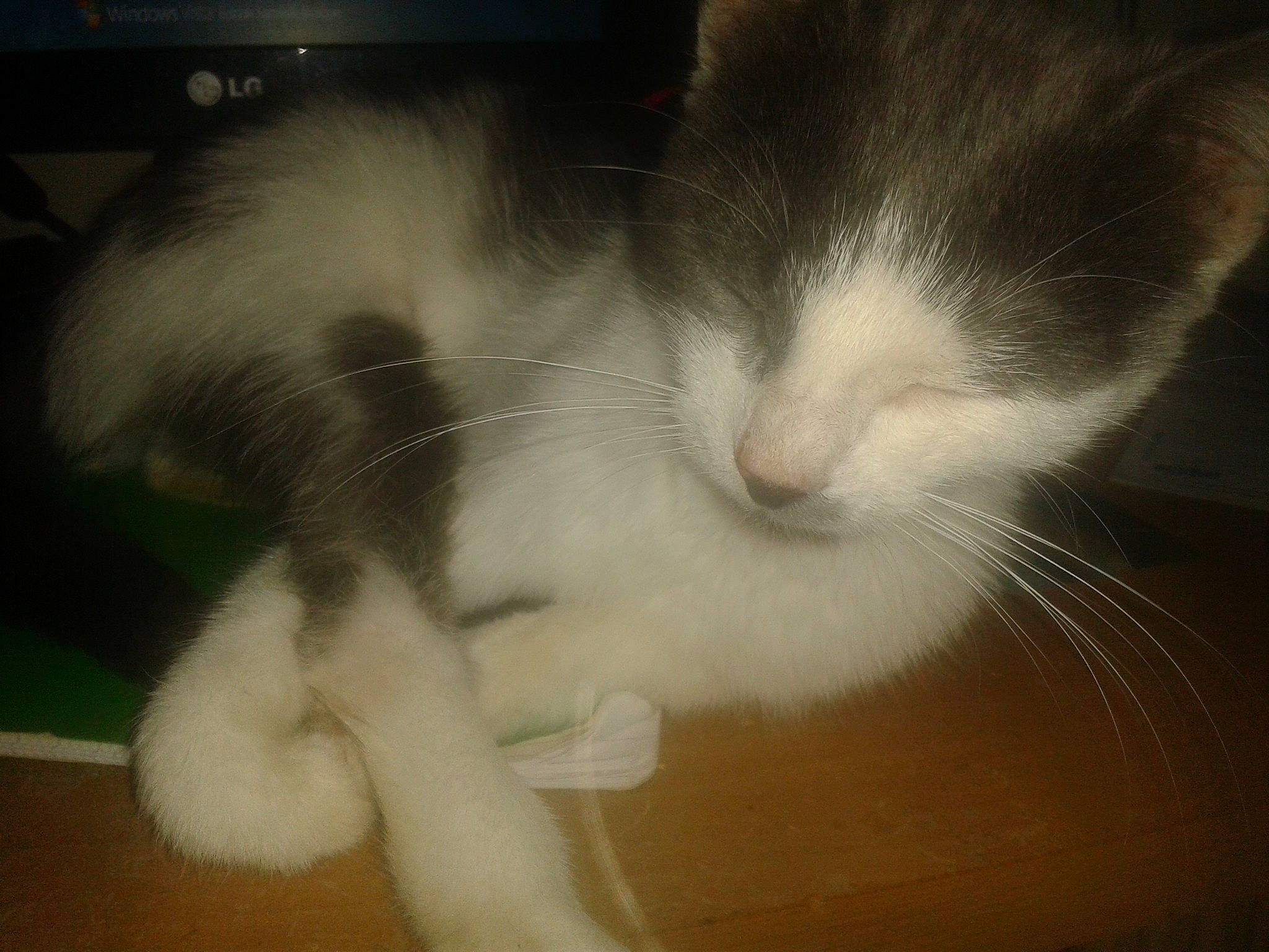 Tita a rejoint le concours — aidez-le/la à gagner de superbes lots ! american_curl, carnivore, cat, ear, felidae, fur, kitten, norwegian_forest_cat, nose, paw, polydactyl_cat, small_to_medium_sized_cats, snout, tail, whiskers