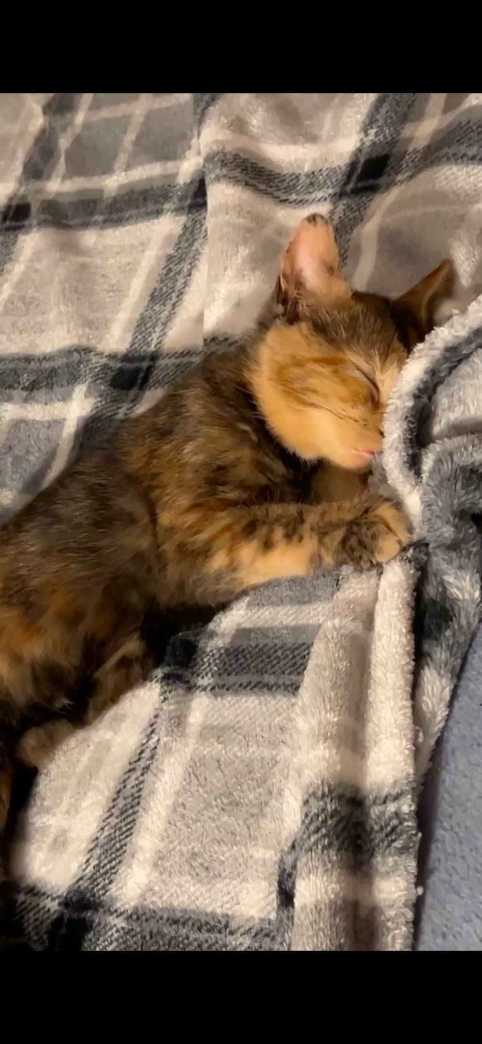 Nala is registered to the contest to win money with this photo: blanket, carnivore, cat, claw, comfort, domestic_short_haired_cat, fawn, felidae, flooring, fur, grey, linens, nap, paw, sleep, small_to_medium_sized_cats, snout, tail, whiskers, wood