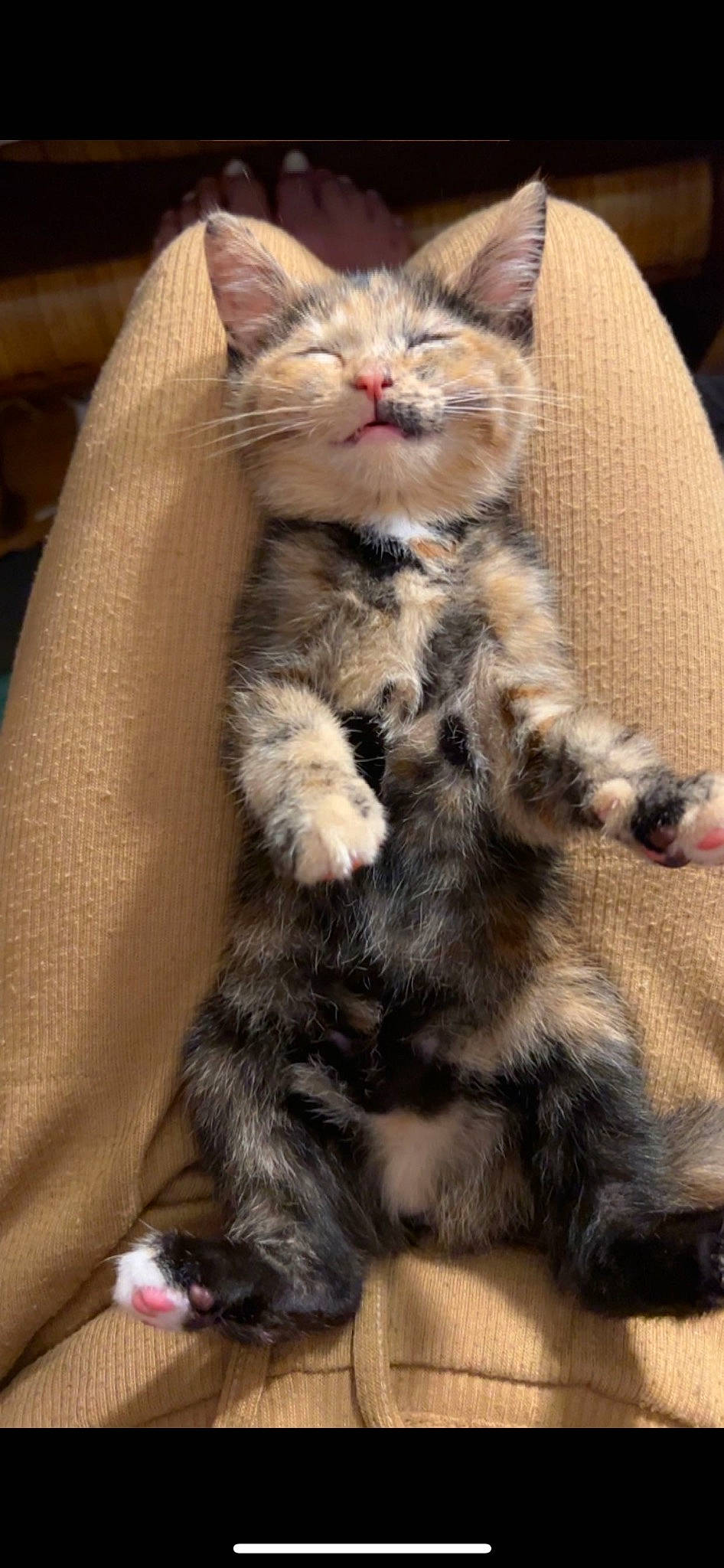 Nala joined the competition — help win amazing prizes! carnivore, cat, cat_supply, claw, comfort, domestic_short_haired_cat, fawn, felidae, fur, paw, small_to_medium_sized_cats, snout, tail, terrestrial_animal, whiskers