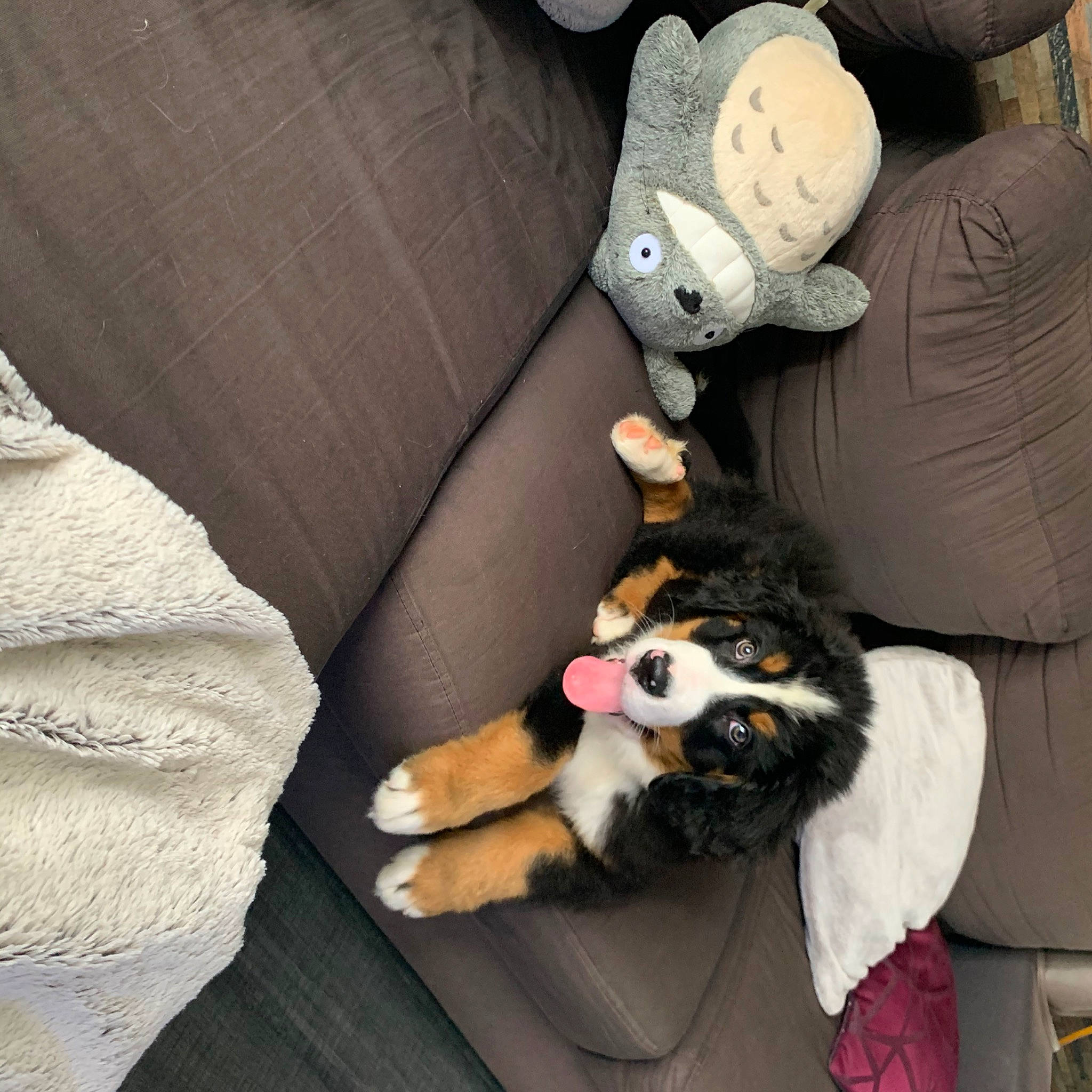 Ranger a rejoint le concours — aidez-le/la à gagner de superbes lots ! bernese_mountain_dog, canidae, carnivore, cat, companion_dog, dog, dog_breed, fawn, felidae, fur, paw, puppy, puppy_love, small_to_medium_sized_cats, sporting_group, tail, whiskers