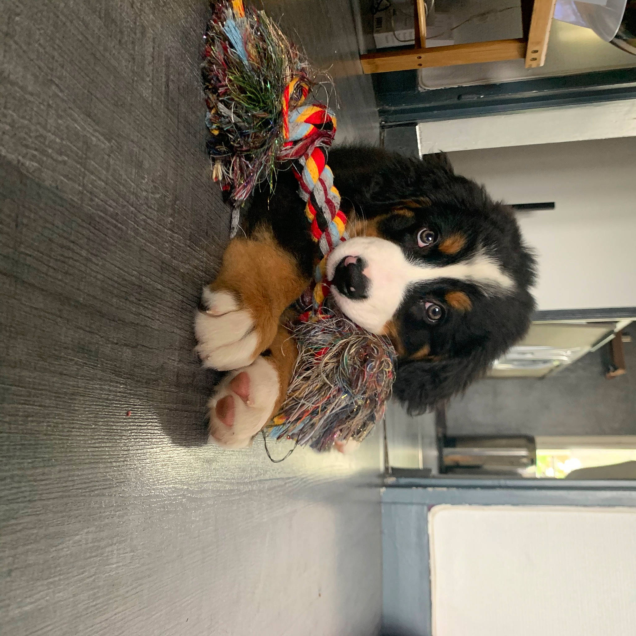 Ranger participe au concours pour gagner de l'argent avec cette photo : bernese_mountain_dog, canidae, carnivore, companion_dog, dog, dog_breed, fur, snout, sporting_group