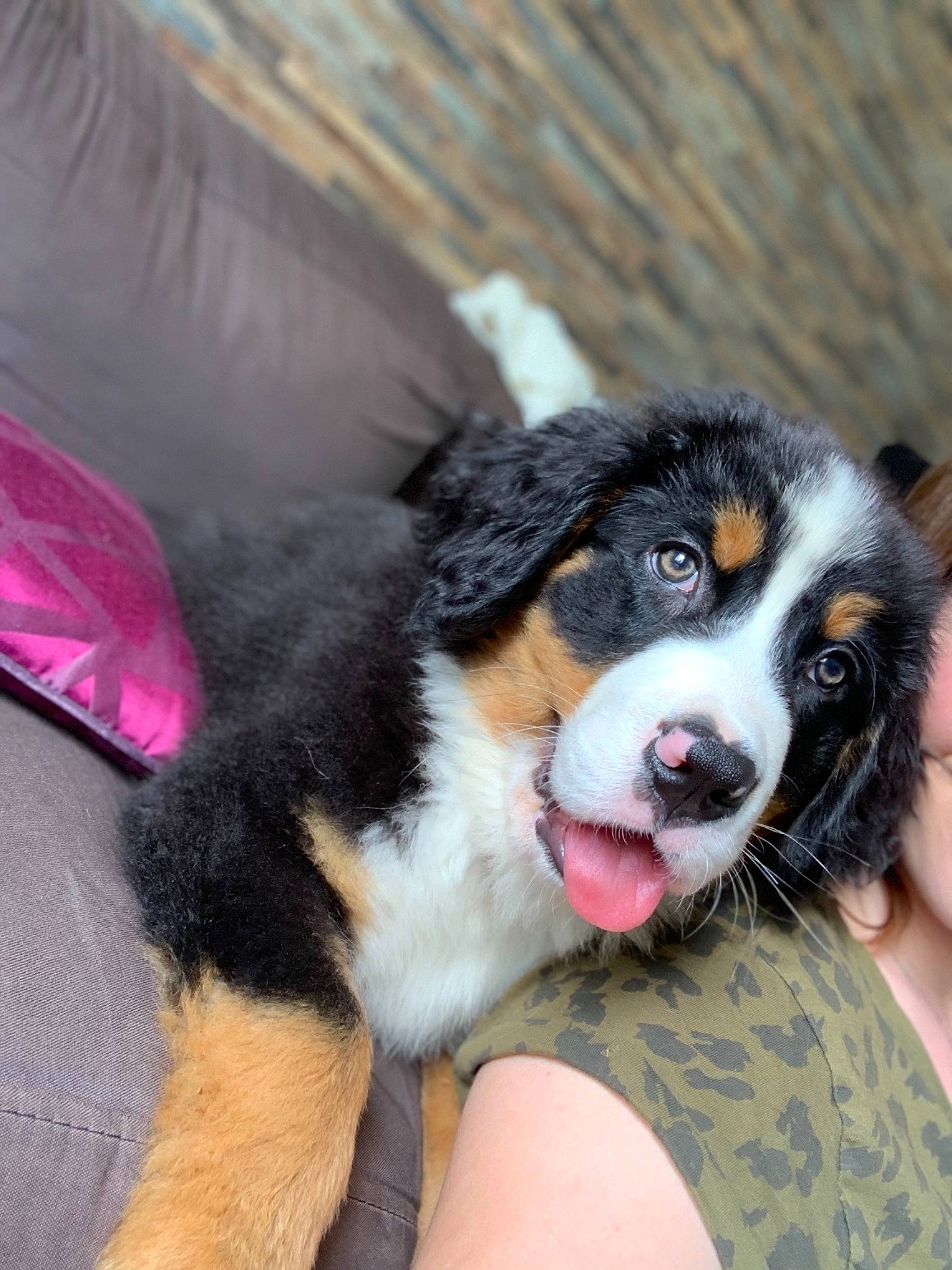Ranger a rejoint le concours — aidez-le/la à gagner de superbes lots ! appenzeller_sennenhund, australian_shepherd, bernese_mountain_dog, canidae, carnivore, companion_dog, dog, dog_breed, english_shepherd, entlebucher_mountain_dog, greater_swiss_mountain_dog, mammal, puppy, snout, vertebrate, working_dog