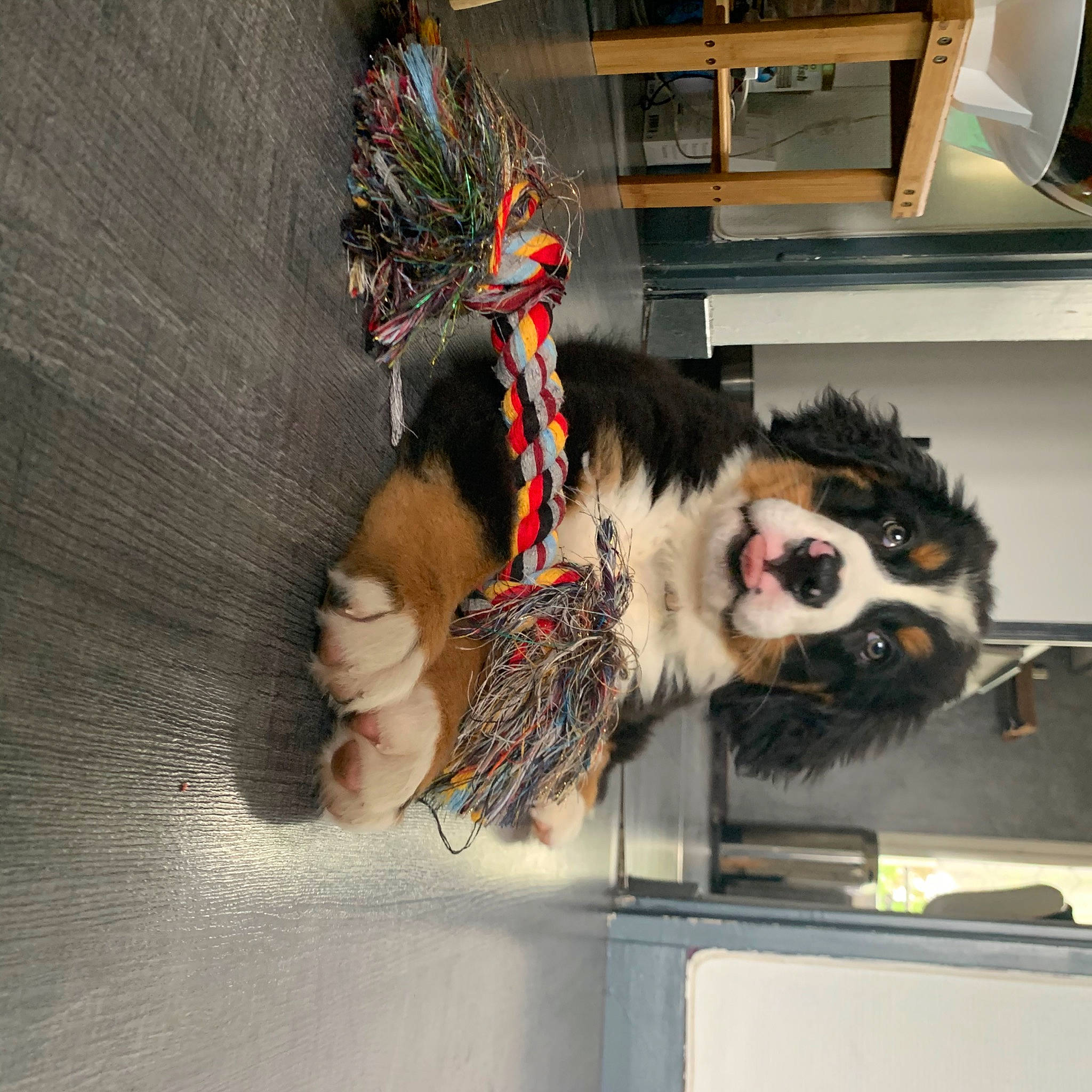 Ranger participe au concours pour gagner de l'argent avec cette photo : canidae, carnivore, companion_dog, dog, dog_breed, fawn, fur, sporting_group