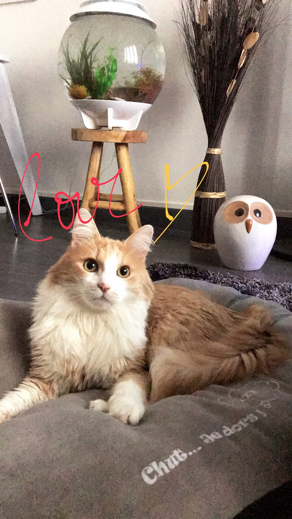 Chaton a rejoint le concours — aidez-le/la à gagner de superbes lots ! british_longhair, british_semi_longhair, carnivore, cat, domestic_long_haired_cat, fawn, felidae, kitten, maine_coon, munchkin, napoleon_cat, norwegian_forest_cat, persian, plant, ragamuffin, ragdoll, scottish_fold, small_to_medium_sized_cats, turkish_angora, whiskers